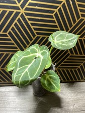 Anthurium Silver Blush X Forgetii X Crystallinum Live Houseplant