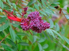 Winged Sumac Seeds for Planitng (30 Seeds) - Rhus copallinum