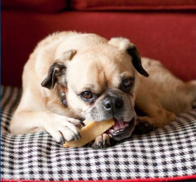 bulk himalayan dog chew