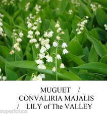 MUGUET de Mai CONVALLARIA MAJALIS LILY of The VALLEY FRAGANT Seeds  FREE GIFT