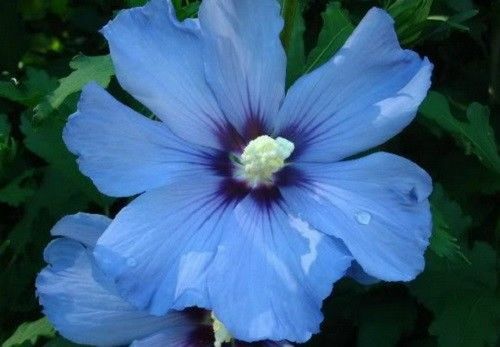 HIBISCUS SYRIACUS SKY BLUE, 20 SEMI con OMAGGIO - Bild 1 von 3