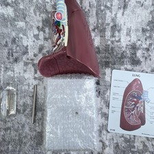 Vtg GPI Anatomical Lung Model &ndash; 3D Cross-Section Teaching Model w/ Stand & Chart