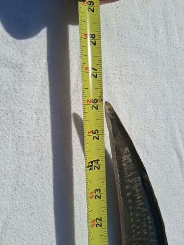 Schwanen Sense Redtenbacher Scythe Blade - Picture 6 of 19