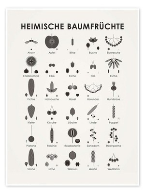 Poster Heimische Baumfrüchte - Iris Luckhaus