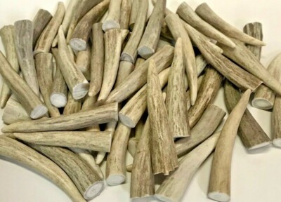 Deer/Elk Antler Tips -Pack of (6) 4'' - 4.5'' Clean Toggles-perfect for Crafters!