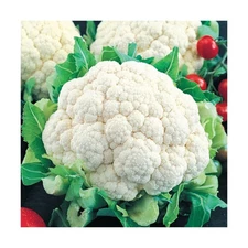 Snowball Cauliflower Seeds for Planting - Non-GMO Heirloom Packet with Instru...