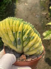 7-8cm succulent Cactus  Plants T.P Cristata Variegated cereus pachanoi crested