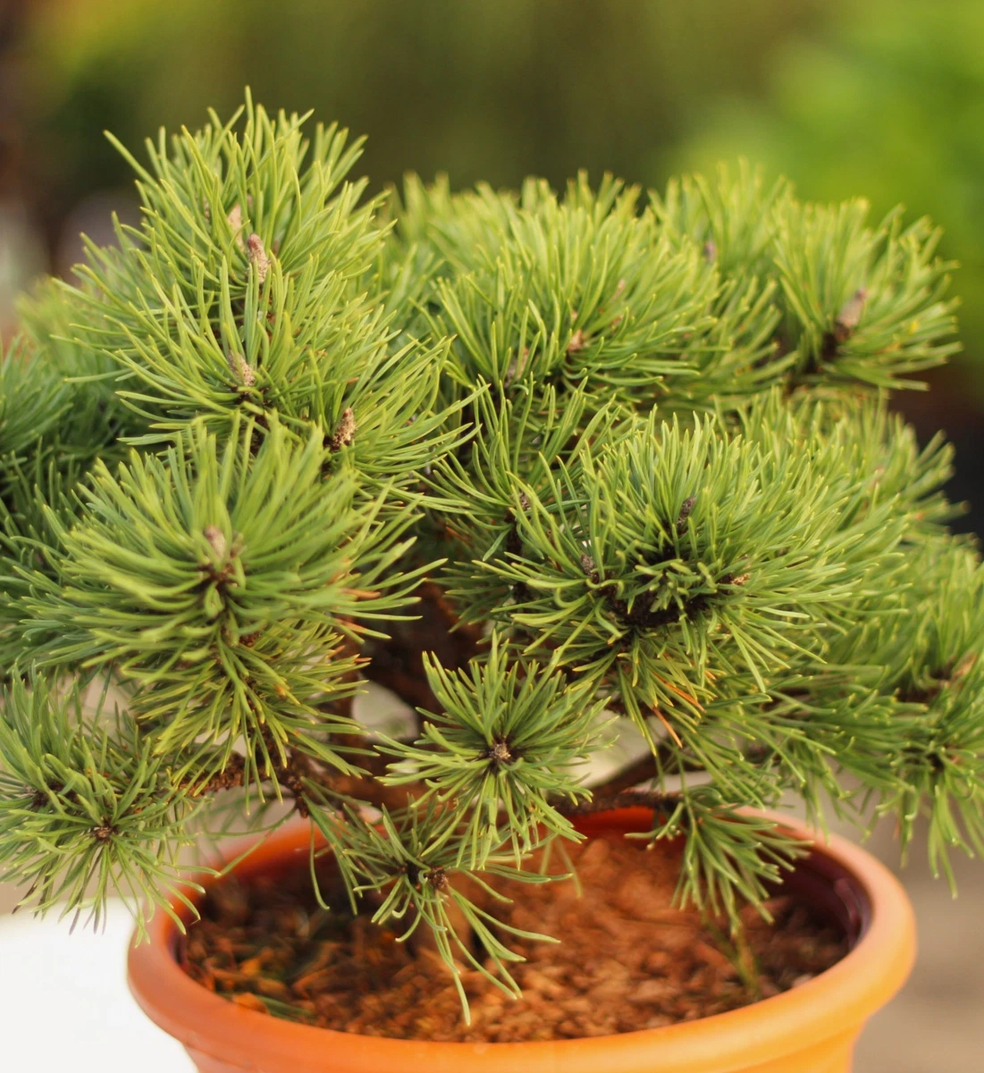 bald cypress bonsai Bald Cypress No. 2 – Lowcountry Bonsai, LLC main image 1