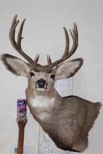 Mule Deer Head Mount Taxidermy Antler Cape Whitetail Log Cabin Decor Hunt Horn