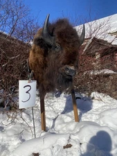 FHDARDEC3 - Real North American Buffalo / Bison Shoulder Taxidermy Mount New