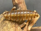 Tibetan Old Crystal Dzi Carved Lines Healing Medicine Amulet Bead 40mm C08