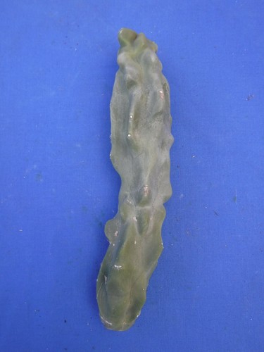1 Totem Pole Cactus v. Lophocereus schottii 6"-8" Unrooted Cutting Thin Version - Picture 11 of 12