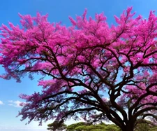 Handroanthus impetiginosus, Pink Trumpet Tree - 5 Sementes