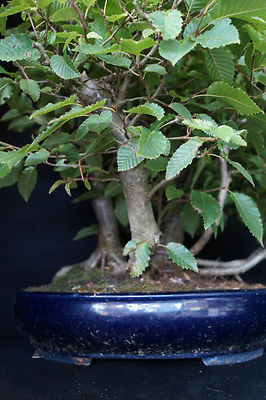 Bonsai Hainbuche Floform | eBay.de