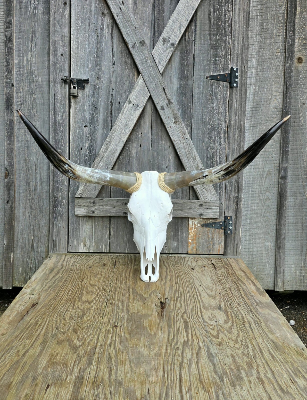 Real Steer Head Cow Skull Western Horns Mount 