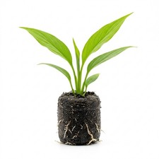 Spathiphyllum (Peace Lily) Live Rooted Starter House Plants BUY 2