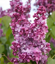 Syringa, Amethyst. Lilac Shrub, Fragrant Flowers in 1.5 LTR  Pot FREE DELIVERY