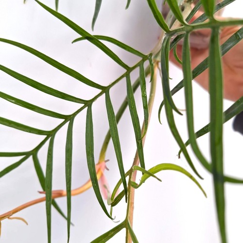 Philodendron 'TORTUM' TINY, fully rooted - Foto 6 di 9
