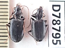 D78795. Insects, Beetles, Carabidae sp. Vietnam, Nghe An. 2000m