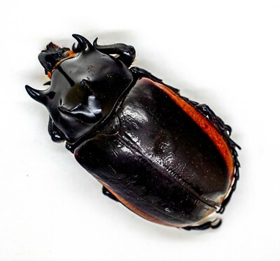 その他 Giant Beetles: Euchirinae - Dynastinae Giant Beetles: Euchirinae - Dynastinae