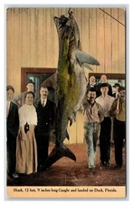 Florida Deep sea FISHING Catch ~ Fishermen  GIANT Great WHITE / Tiger Shark fish