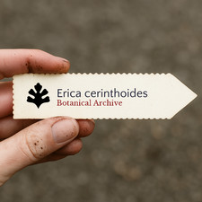 Erica cerinthoides SEEDS - - Burning Heather SEEDS | Hairy