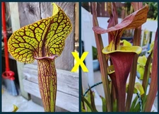 2025 SARRACENIA SEEDS: KING COBRA X FLAVA WACCAMAW [CARNIVOROUS PLANT SEED]