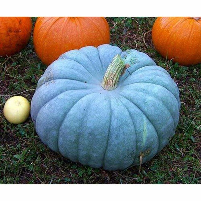 Seeds Rare Pumpkin Queensland Blue Giant Halloween Vegetable