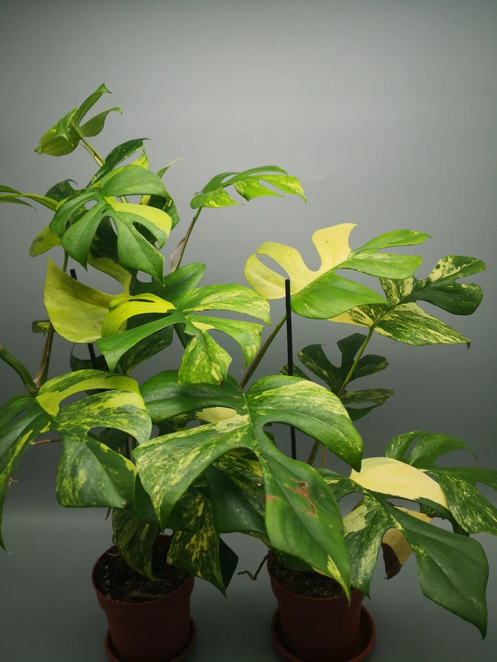 Esquejes Monstera Minima Aurea Variegata / Raphidophora Tetrasperma Variegata - Imagen 4 de 4