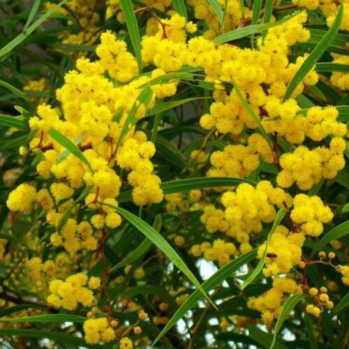 Acacia Baileyana Seeds - Golden Mimosa - Yellow Wattle Tree - 100Pcs - Picture 1 of 6