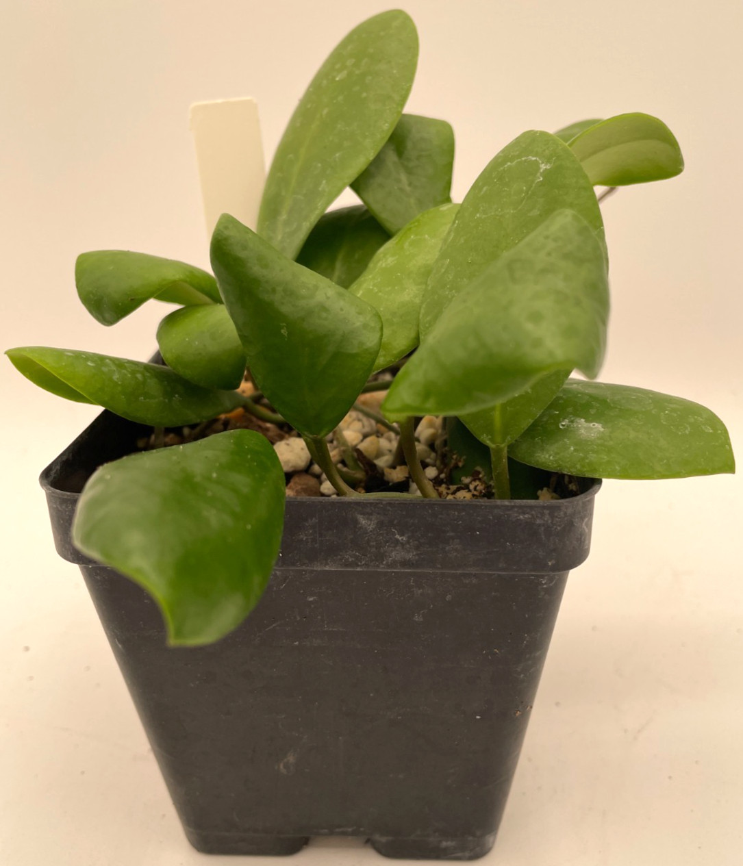 Hoya Lucardenasiana RARE! Well Rooted In 3.5" pot - Very Healthy - Houseplants