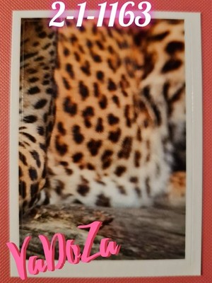 Abenteuer  Tierwelt  - Amurleopard 4/4 - REWE	