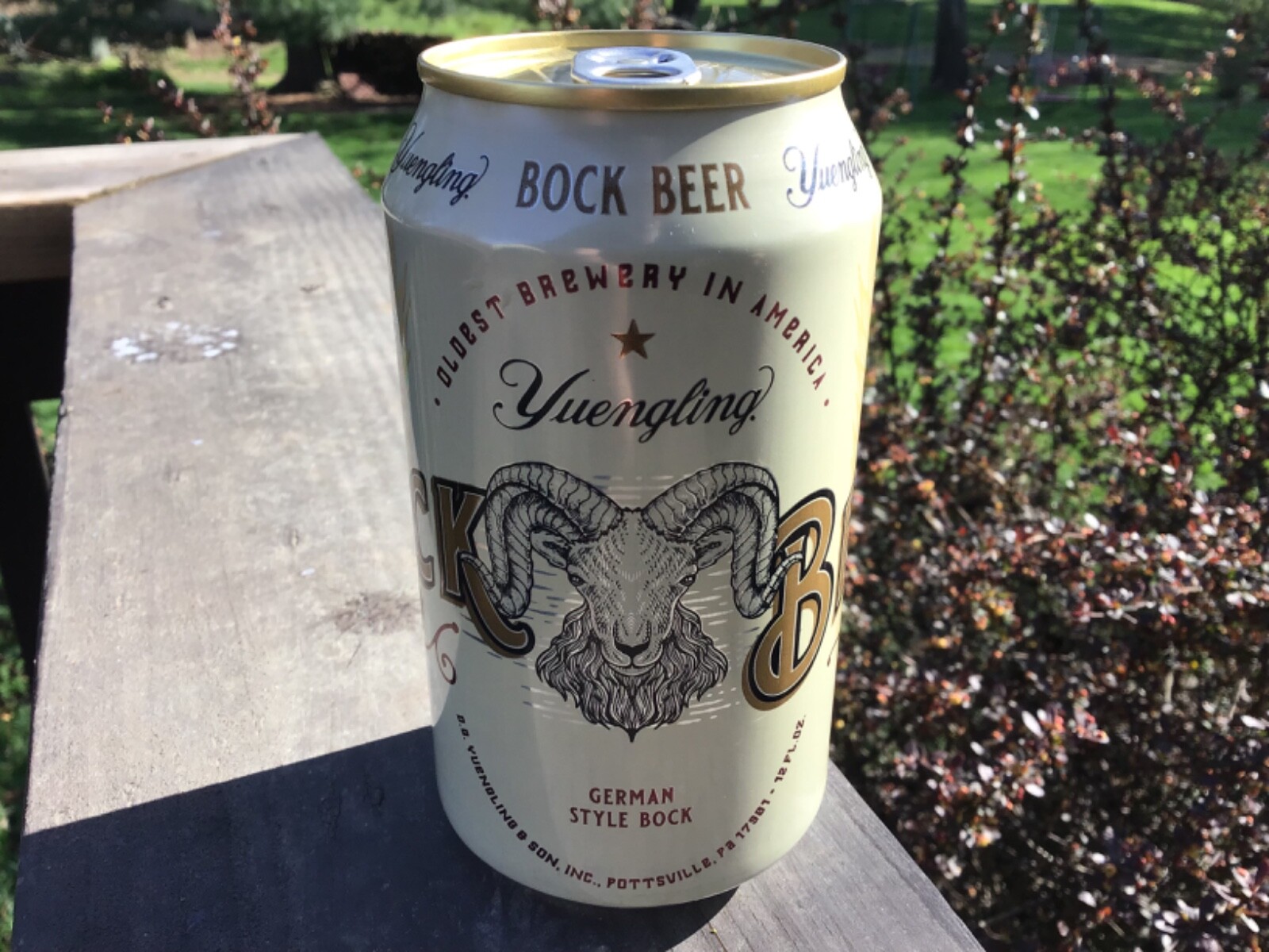 Yuengling Bock beer can