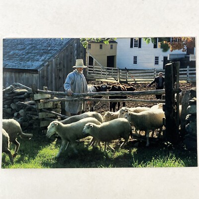 Old Sturbridge Village Sheep Wool Rural New England OSV Museum Postcard MA Card