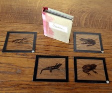 Plaques anciennes éducatives scolaires "Reptiles et Batraciens" à projeter