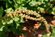 500 CHENOPODIUM BONUS-HENRICUS Seeds (Good-King-Henry) | Free shipping