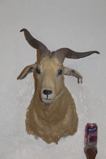 Catalina Shoulder Mount Taxidermy Billy Goat Ram Sheep Exotic Whitetail Deer