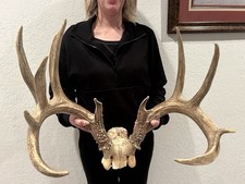 181 Massive Kansas Whitetail WILD Deer Antlers Taxidermy Mount Cabin Mancave