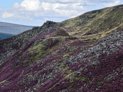 Foto A3 Wildschwein Clough Crowden\/SK0799 um 2015