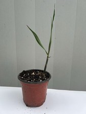 1 Sugarcane Plant With Pot Sweet Juicy Tropical Live Plant Ready To Plant
