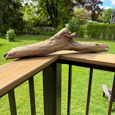 Natural Driftwood Branch 21  x 4    Deep Grooves, Uncut, Aquarium, Rustic Decor