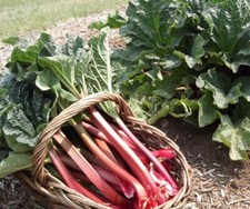 Crimson Red Jumbo Rhubarb 1 Plant / Crown Heirloom- Organic-Freshly dug  