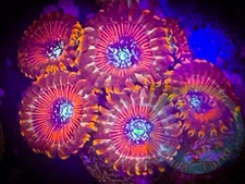 SAF~Magician Zoanthid Coral Frag, Colony, “WYSIWYG” Paly, Zoa