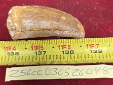 Rare Carcharodontosaurus Dinosaur Tooth T Rex Cousin 95 Mil Yrs Fossil 2 5/8”