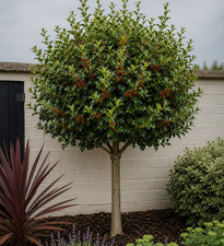 Holly - evergreen shrub - 9cm pot