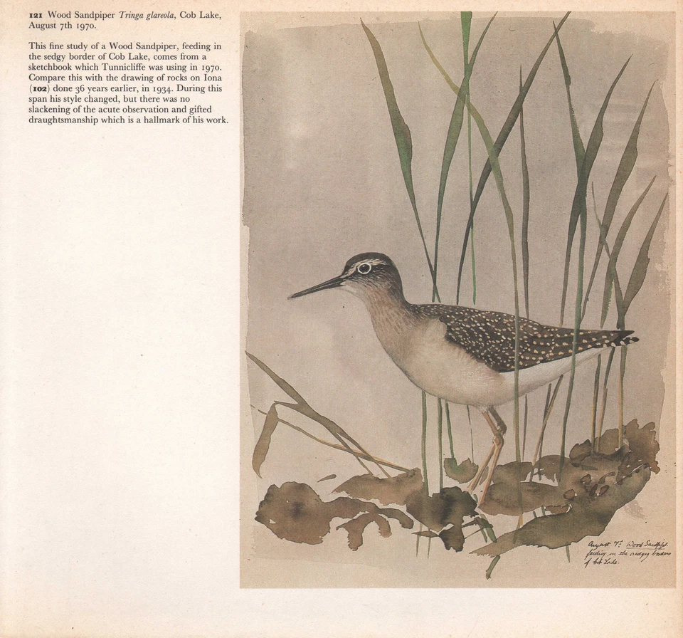 Beau Vintage Oiseau Imprimé ~ Bois Sandpiper - Photo 1/1