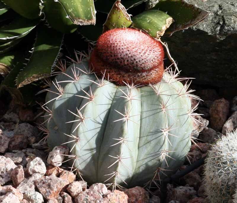 TURK'S CAP CACTUS (Melocactus azureus) 10 seeds | eBay