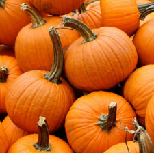 PUMPKIN SMALL SUGAR Heirloom Great for Pies, Sweet Non-GMO 25 Seeds 