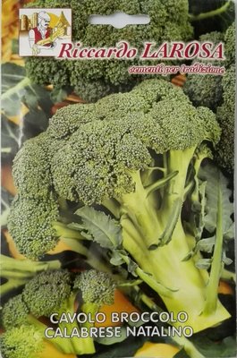 500 Semi Di Broccoli Verdi Calabresi - Sementi Riproducibili Non Ibride Per Orto - SemiWild, Coltivazione Facile