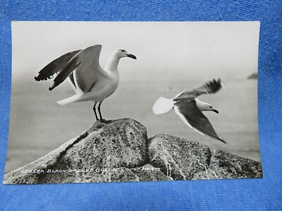 LESSER SCHWARZ HINTERLEGTE MÖWE - JAMES GIBSON SCILLY ISLES